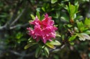 Alpenrose (2) * 1529 x 1016 * (416KB)